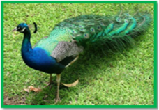 Yala National Park 3